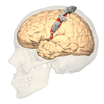 The Motor Cortex