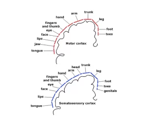 brain diagram