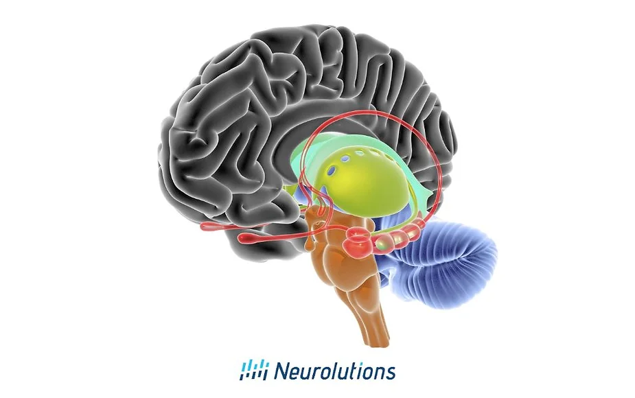 brain graphic